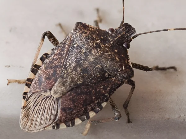 Brown Marmorated Stink Bug  
