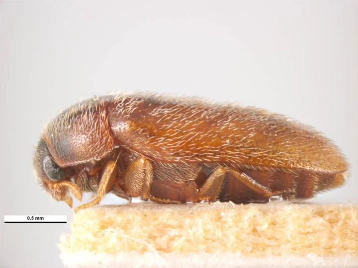 Image of a Khapra Beetle