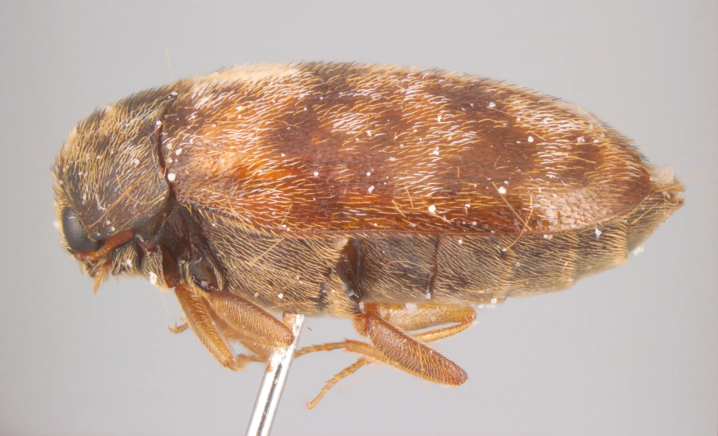 Image of a Warehouse Beetle